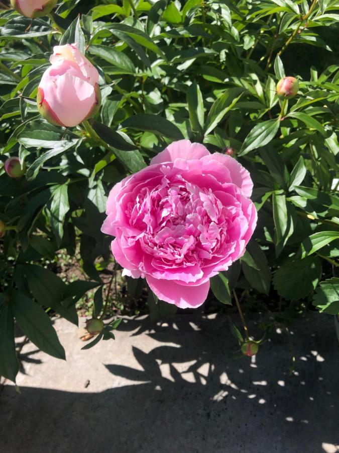 Hotel Hamptons Rose Garden Family! YYC Esterno foto