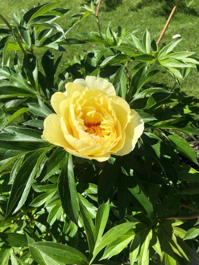 Hotel Hamptons Rose Garden Family! YYC Esterno foto